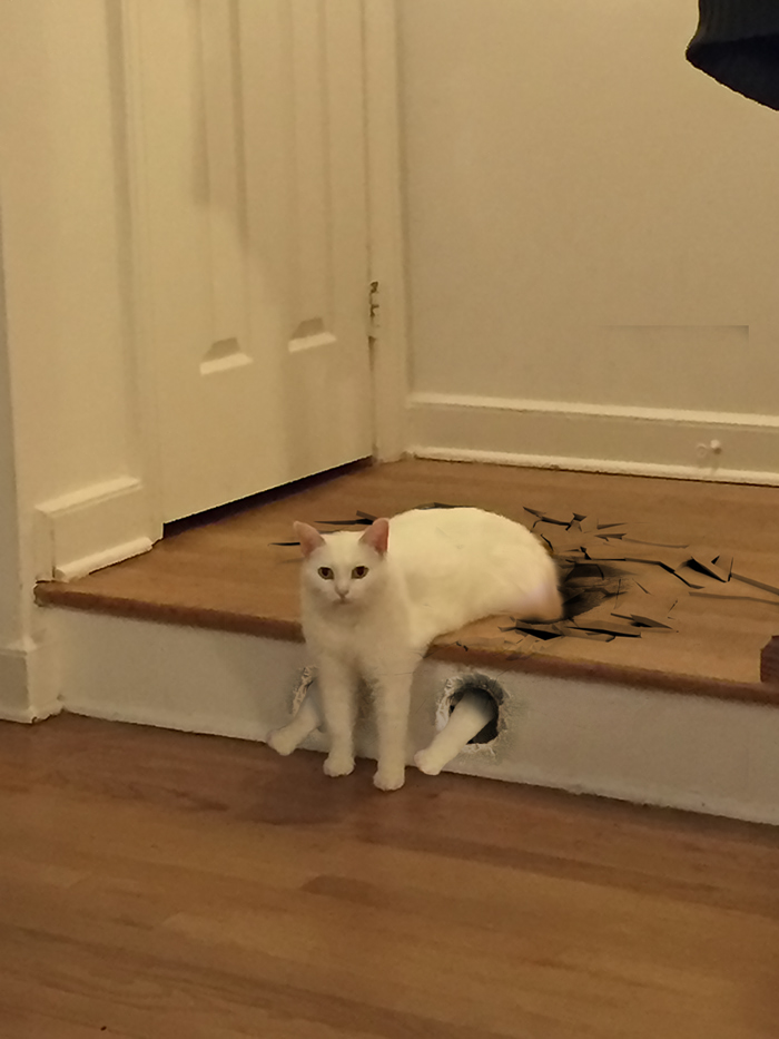 喵星人被恶搞了,喵星人下楼梯