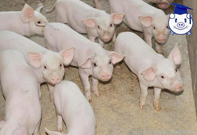 应激已经成为猪场第一杀手，在养殖过程中如何避免猪群发生应激？