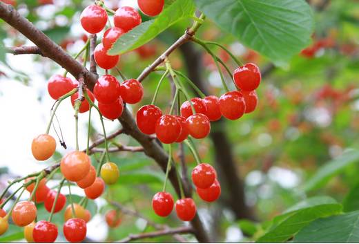 小孩子樱桃吃多了会不会中毒,小孩吃了5个樱桃籽有事吗