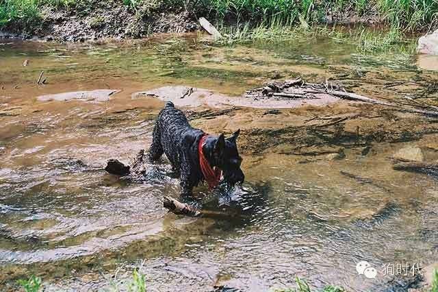 狗狗到底能不能吃蛋清,狗狗到底能不能吃咸的