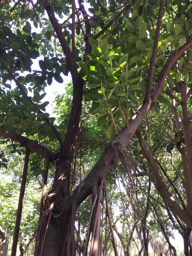 鼓浪屿自驾游全攻略,厦门鼓浪屿登岛全攻略