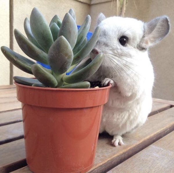 十二生肖驾到，时尚精们给我退下！