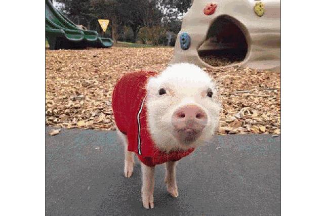 十二生肖驾到，时尚精们给我退下！