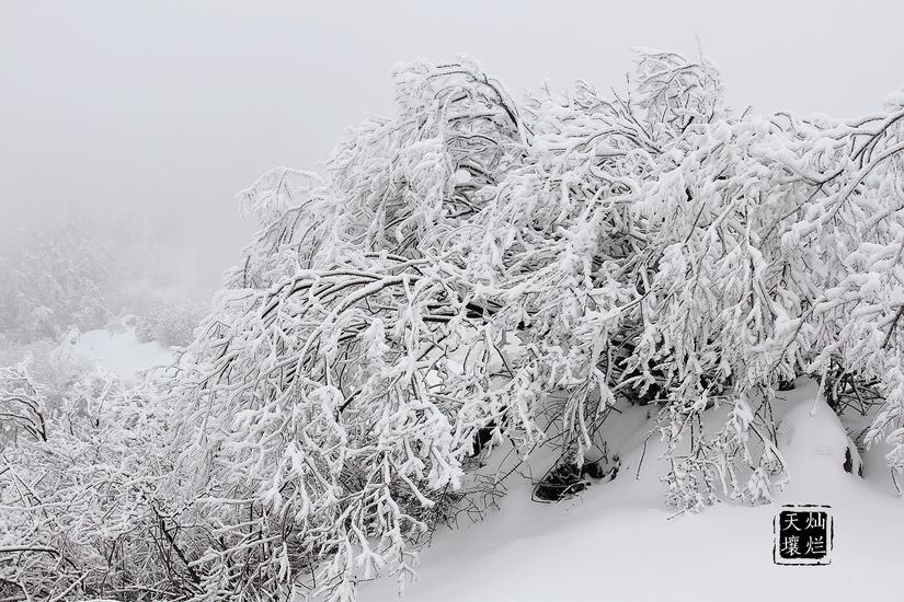 赏雪何须去北国,赏雪不用去远方