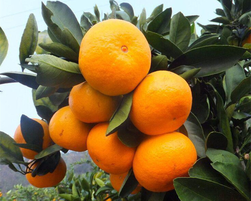 鏄ヨ鍜屾槑鏃ヨ鍜屾矁鏌戝摢涓洿濂藉悆,鏌戞鍥涘ぇ缇庝汉