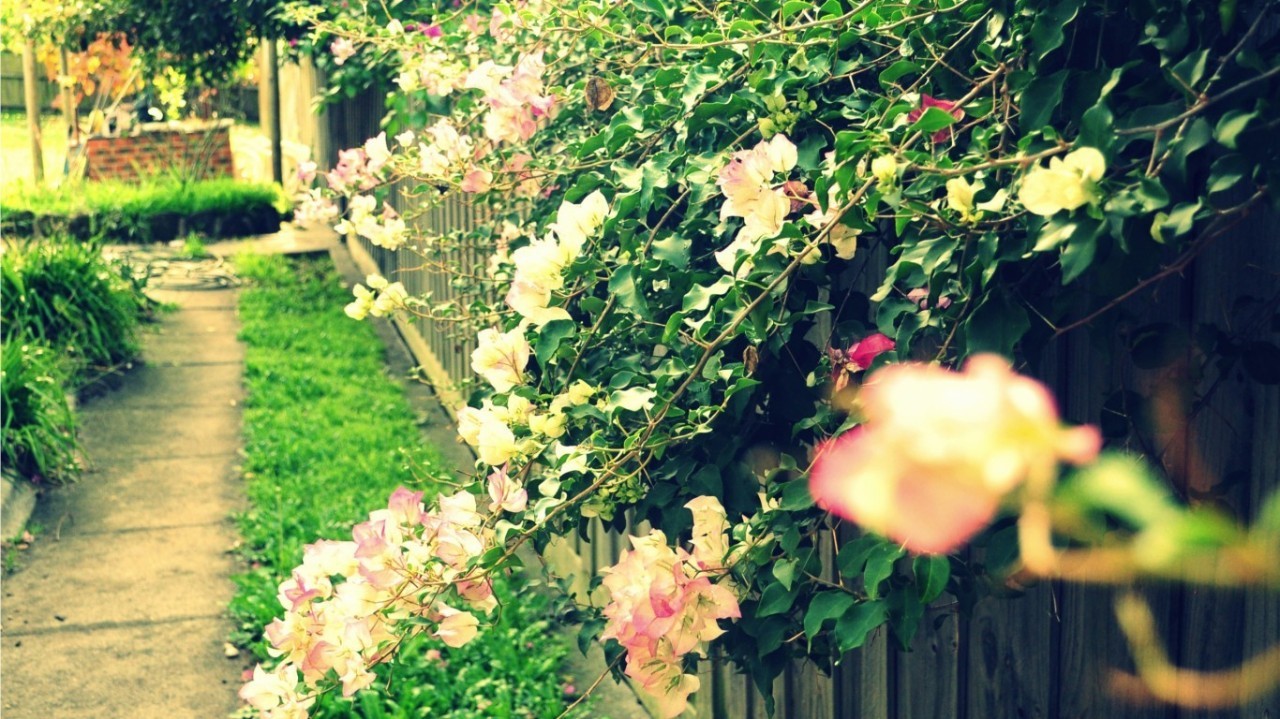 笨小孩的花园读后感,笨小孩的人生