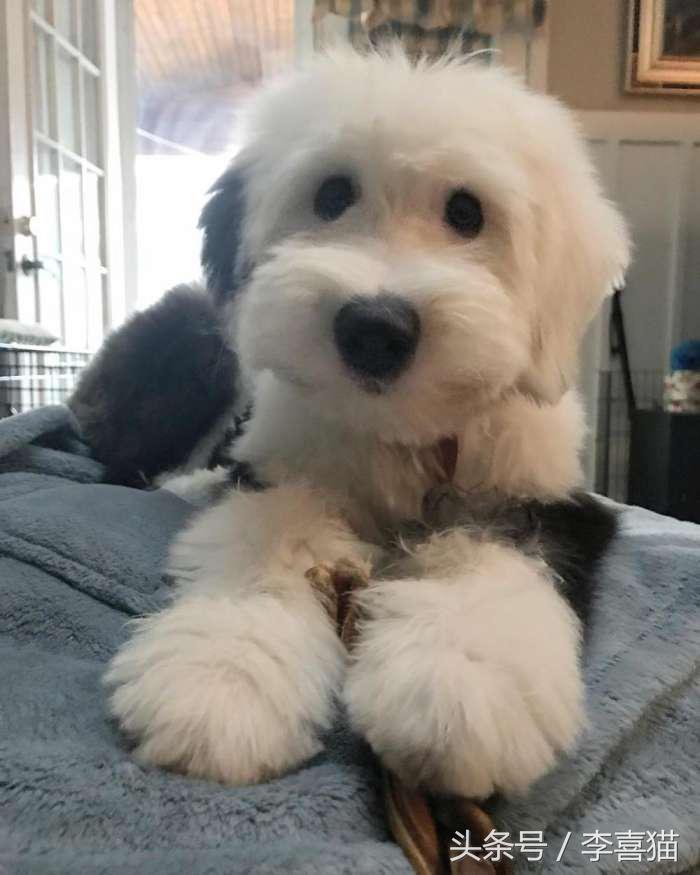 因为代言油漆而闻名世界的英国古代牧羊犬，XXXL号的超大抱抱熊