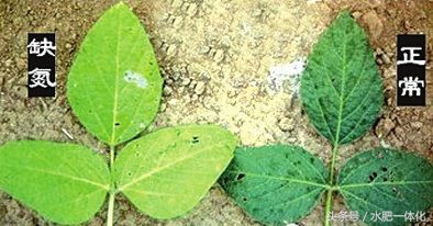 农作物生长发育所需的营养元素,作物生长必备元素的作用