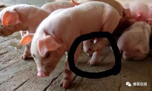猪的跛行,迅速解决猪跛行