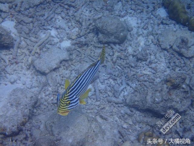 马尔代夫梦境岛,马尔代夫dream