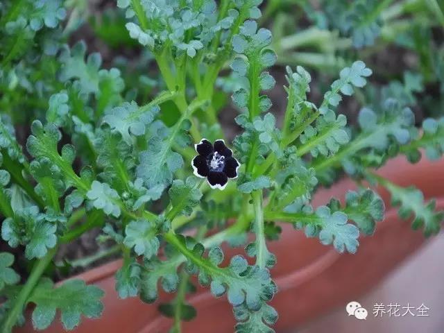 自然界中仅有的八种黑色的花,23种黑色花图片