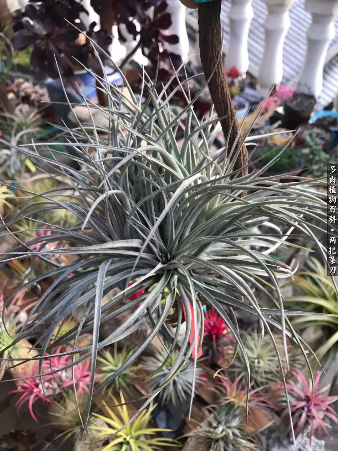 空气凤梨鸡毛掸夏天怎么养护,空气凤梨烂根切除了怎么养护