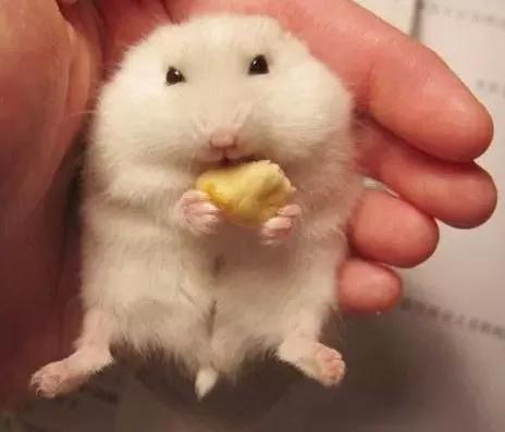 关于仓鼠最可爱的照片大全,仓鼠图片大全可爱萌图