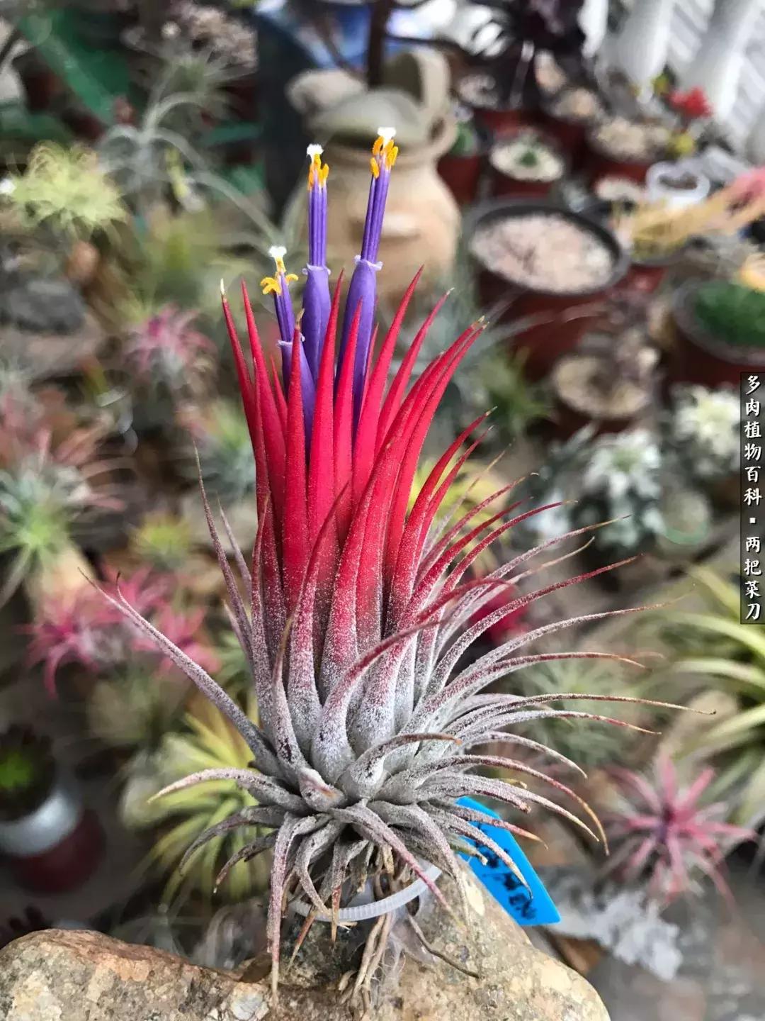 空气凤梨鸡毛掸夏天怎么养护,空气凤梨烂根切除了怎么养护