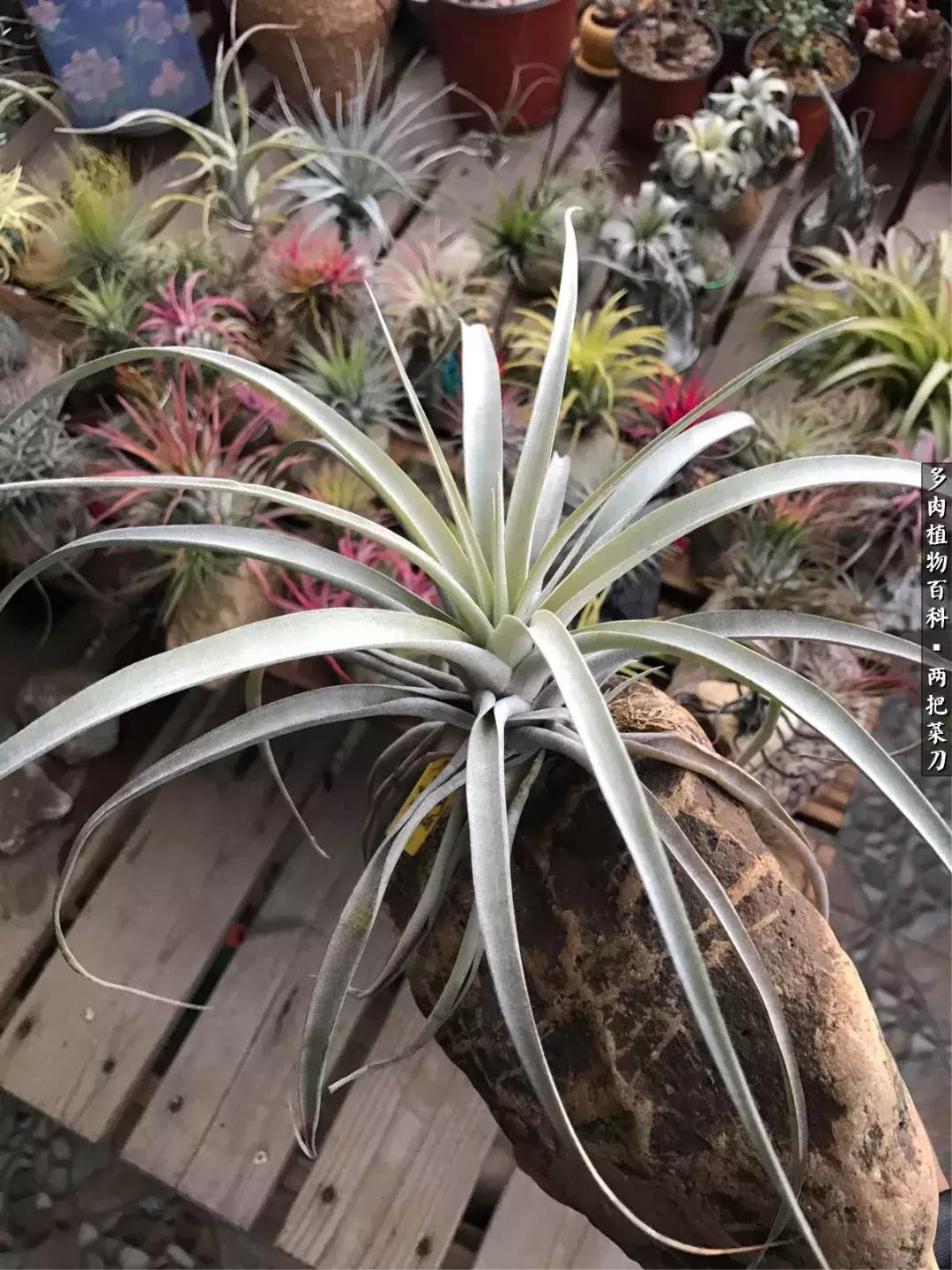 空气凤梨鸡毛掸夏天怎么养护,空气凤梨烂根切除了怎么养护