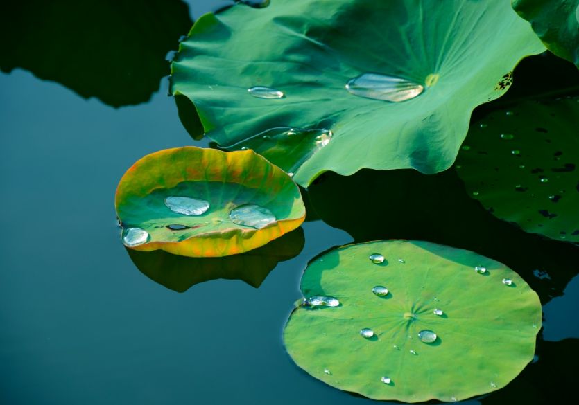 「词风雅韵」风拂青草｜柔柔细语总关情