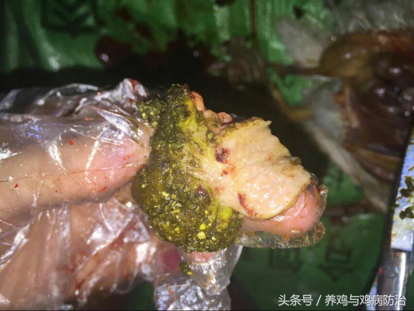 养鸡常见病顺口溜,高温高湿天养鸡常见病