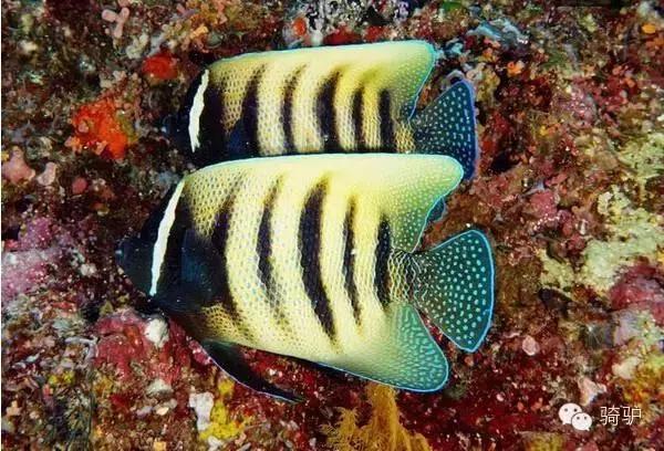 帕劳最新政策消息,帕劳现在怎么样了