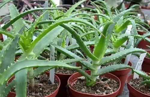 房间放一盆芦荟什么好处,家里养了芦荟可以做什么