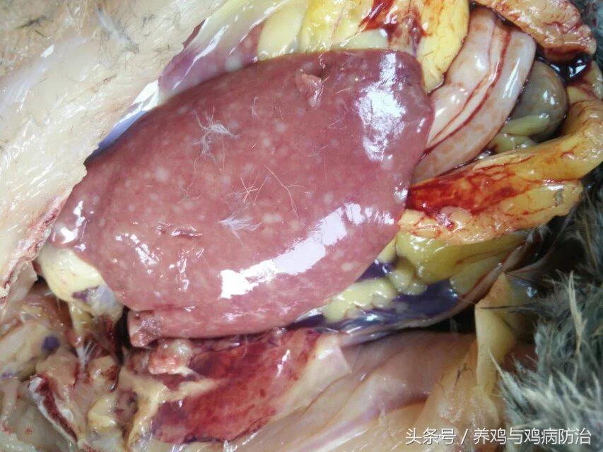 养鸡常见病顺口溜,高温高湿天养鸡常见病