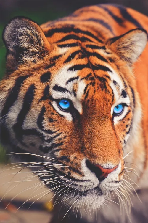 壁纸老虎狮子超霸气超清壁纸,大象老虎狮子谁才是百兽之王