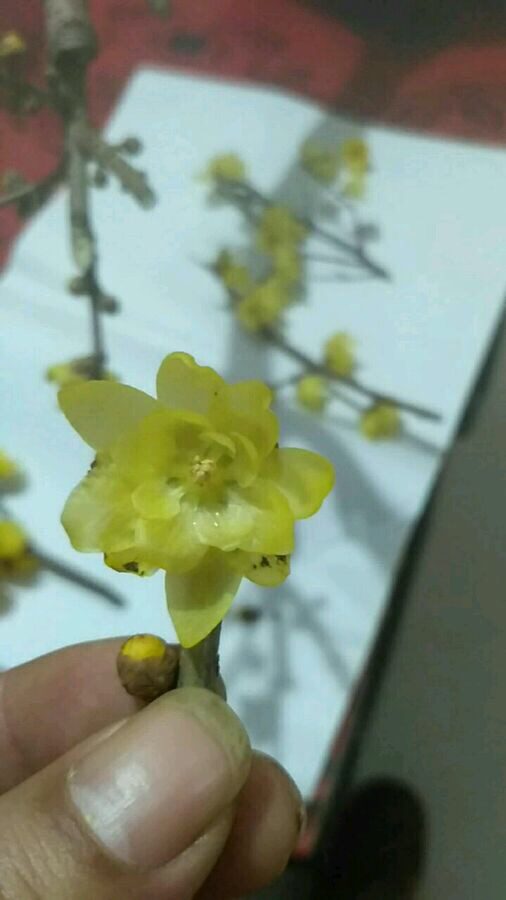 素心腊梅和檀香腊梅哪个比较香,怎么分辨正宗素心腊梅