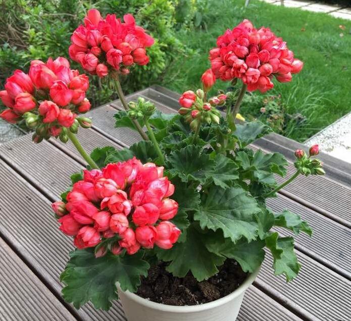 天竺葵好看又好养的品种有哪些 (天竺葵哪些品种漂亮好看又好养)