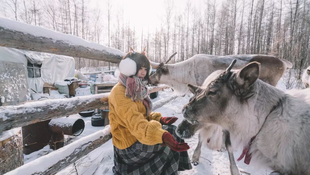 敖鲁古雅驯鹿部落开放季节,敖鲁古雅驯鹿部落美景