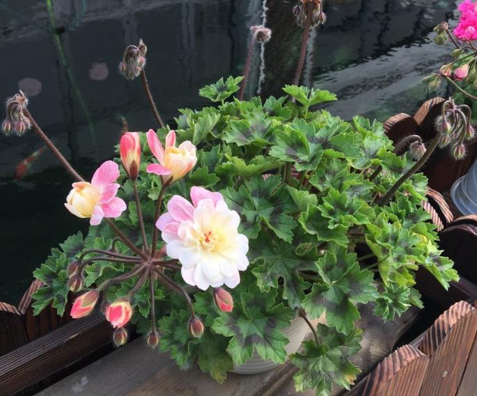 天竺葵好看又好养的品种有哪些 (天竺葵哪些品种漂亮好看又好养)