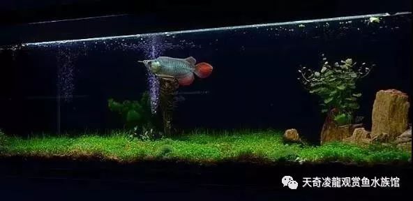 龙鱼和草缸怎么玩？用手玩！