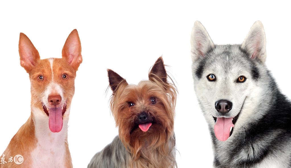 狗一般都花多少钱,买狗狗到底要花多少钱