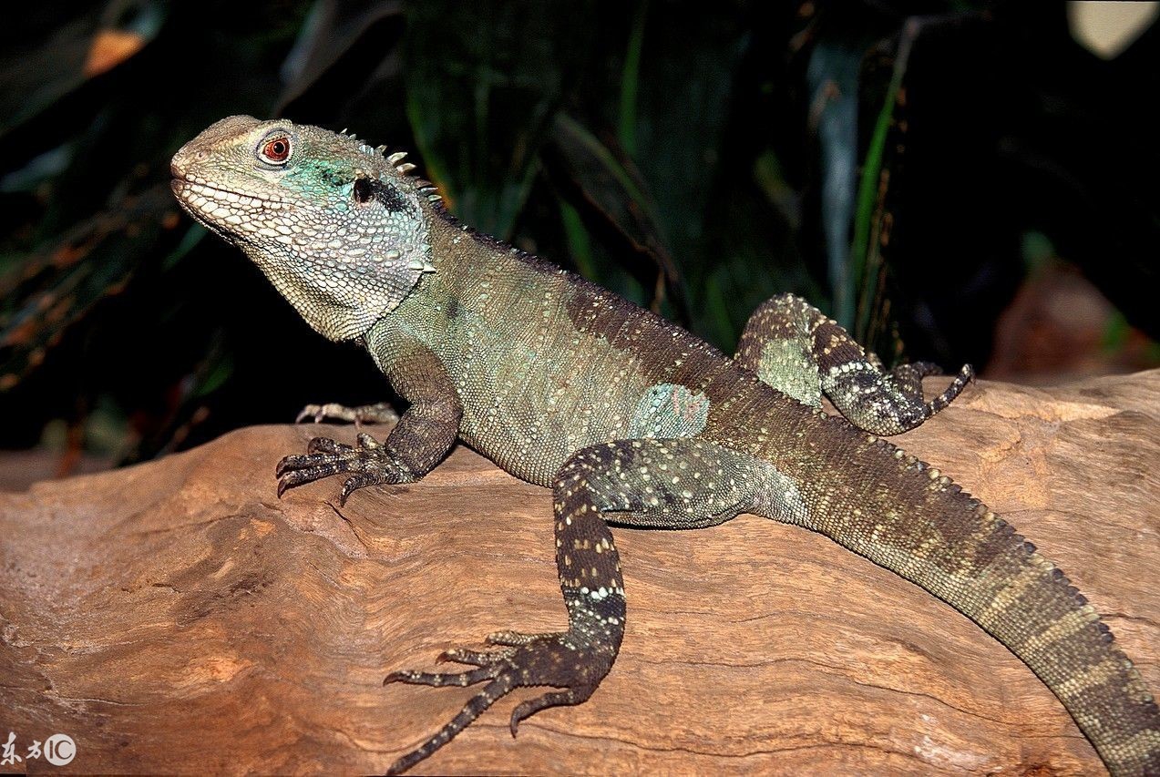 爬宠合集,爬宠大作战视频