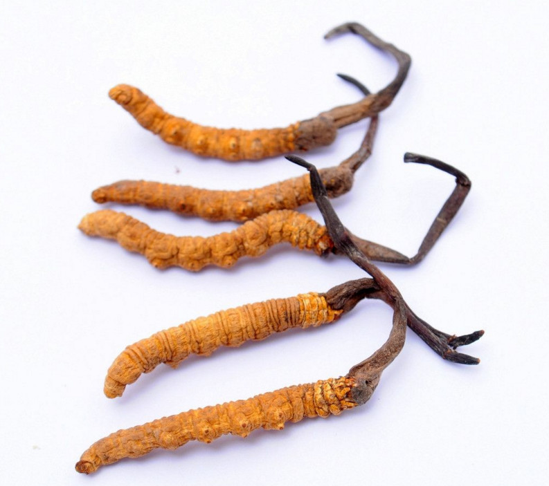 冬虫夏草功效什么中药可以代替,秋冬进补冬虫夏草