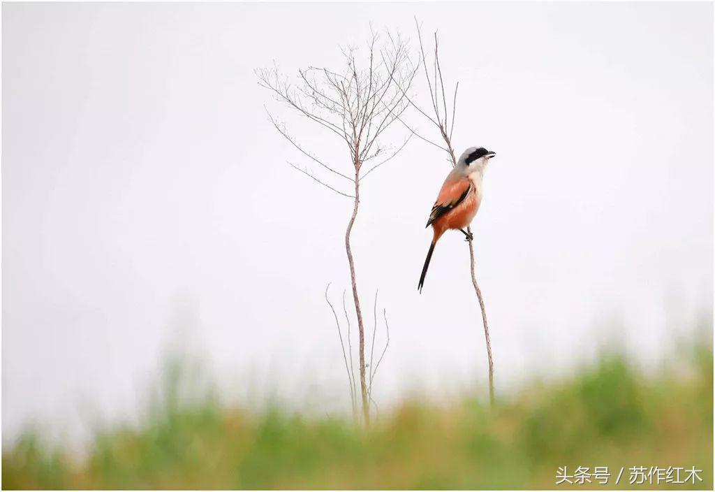 立春又是一年春归时,一年之计在于春立春