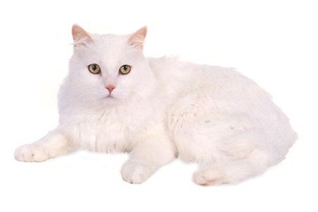 喵星人的3种类型,喵星人类型对照表