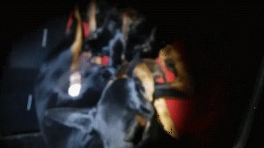 狗年将至！乱弹几则人与狗，跳跃发散型思维叙事，与君同游同乐！