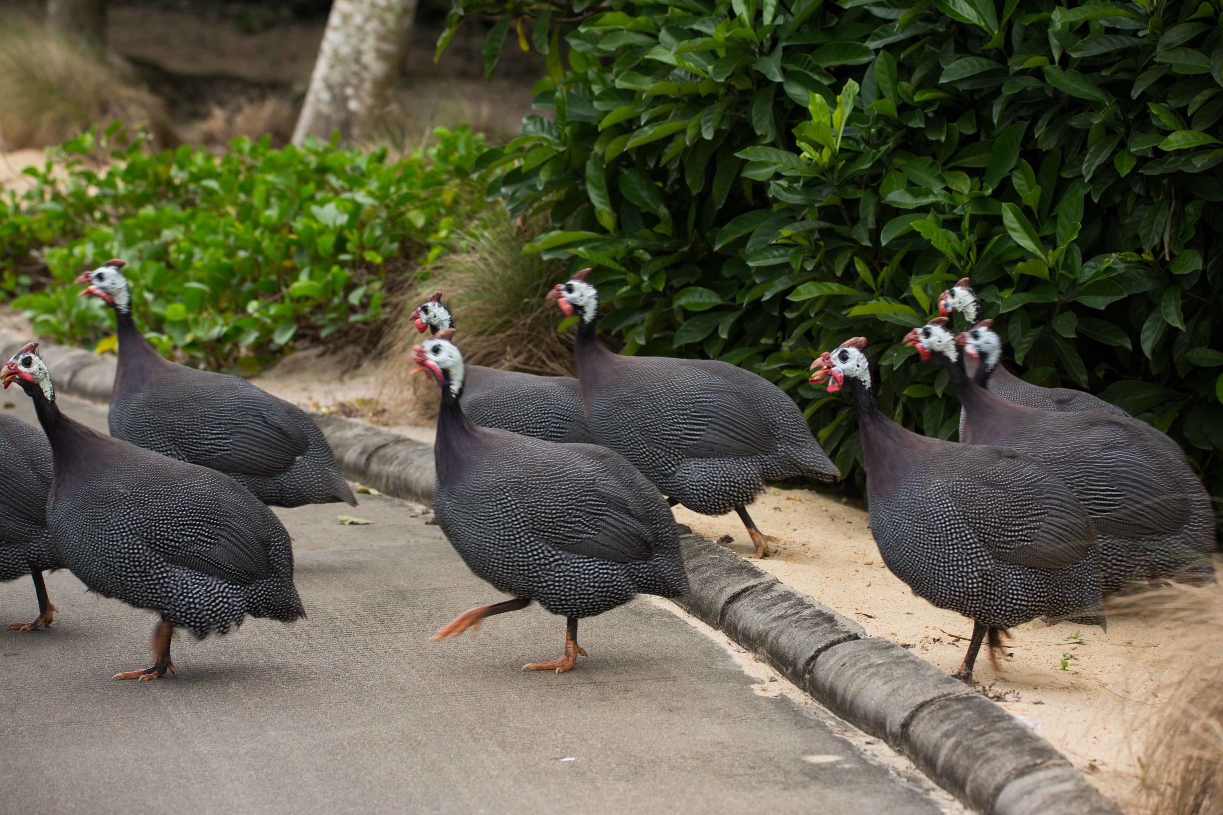 神州半岛高尔夫球场攻略,风景最美的高尔夫球场