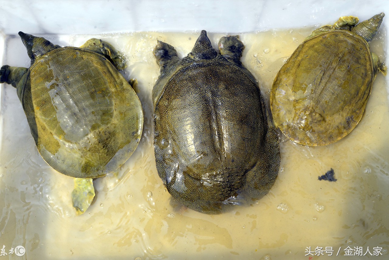 甲鱼的养殖方法与技术,甲鱼养殖方法和技巧