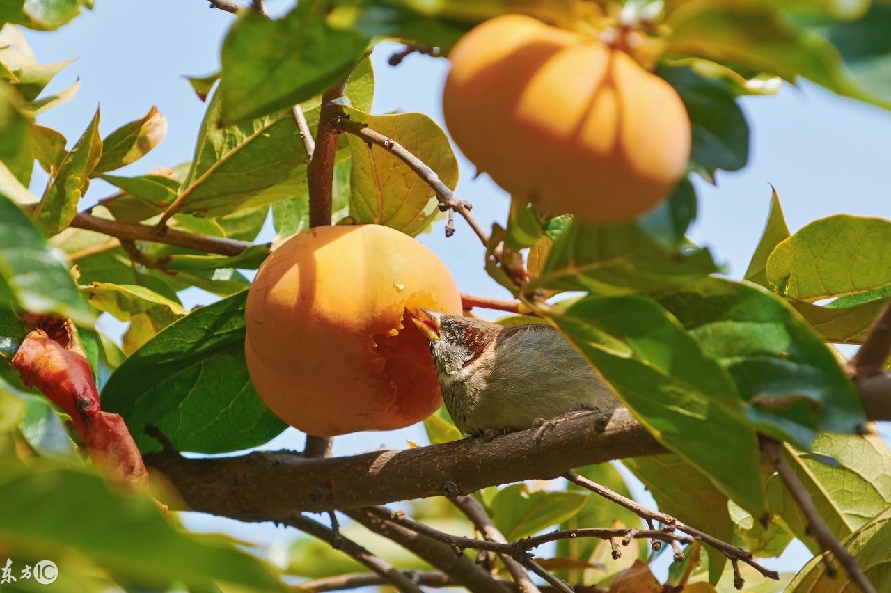 怀孕不同时期吃什么水果讲究大，专家说这样吃，生一个漂亮宝宝