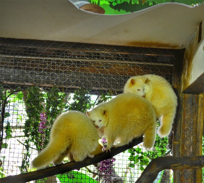 人间仙境三亚,三亚人间天堂全景