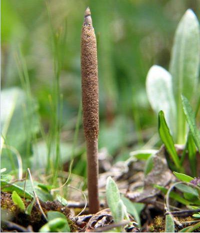 冬虫夏草功效什么中药可以代替,秋冬进补冬虫夏草