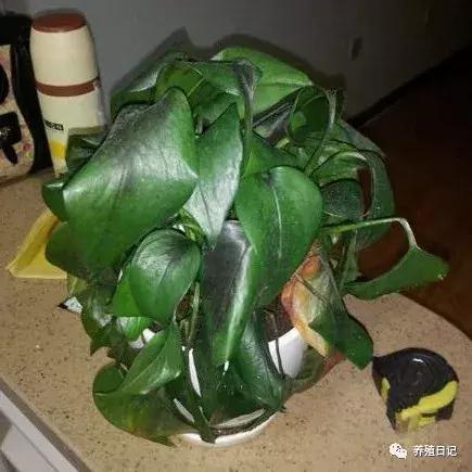 君子兰叶子冻蔫了还能救活吗,波斯菊冻蔫了怎么救活