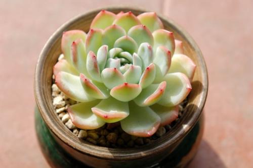 多肉植物蓝鸟吸甲醛吗,能吸甲醛的多肉植物有哪些