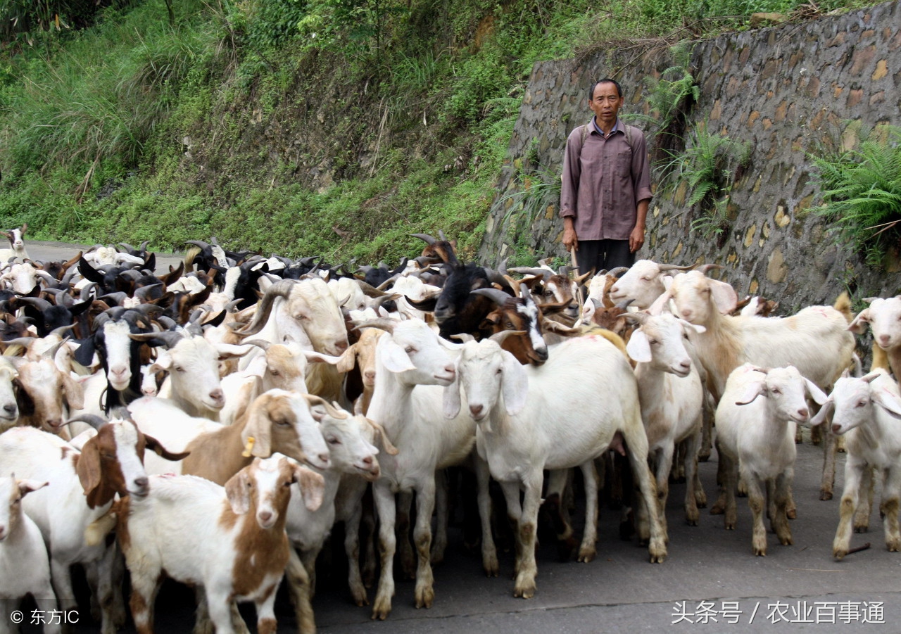 23年养殖业为什么亏本,农村养殖业什么最赚钱又不愁销路