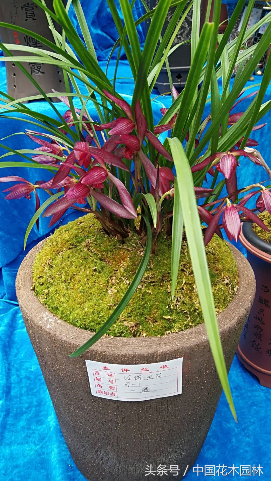 保山兰展获奖兰花图片,保山兰展特金奖兰花图片