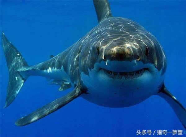 为何动物要自相残杀才能生存,五种会被自己杀死的动物