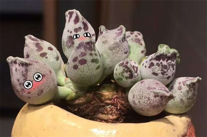 水泡系列的多肉有哪些,盘点七大常见的迷你小多肉