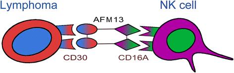 免疫新药AFM13公布早期试验结果，淋巴瘤治疗效果令人期待