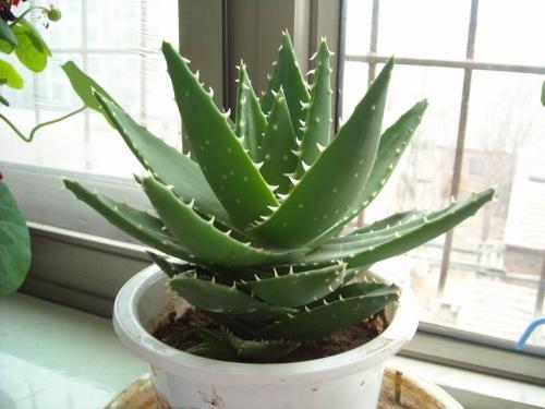 多肉植物蓝鸟吸甲醛吗,能吸甲醛的多肉植物有哪些