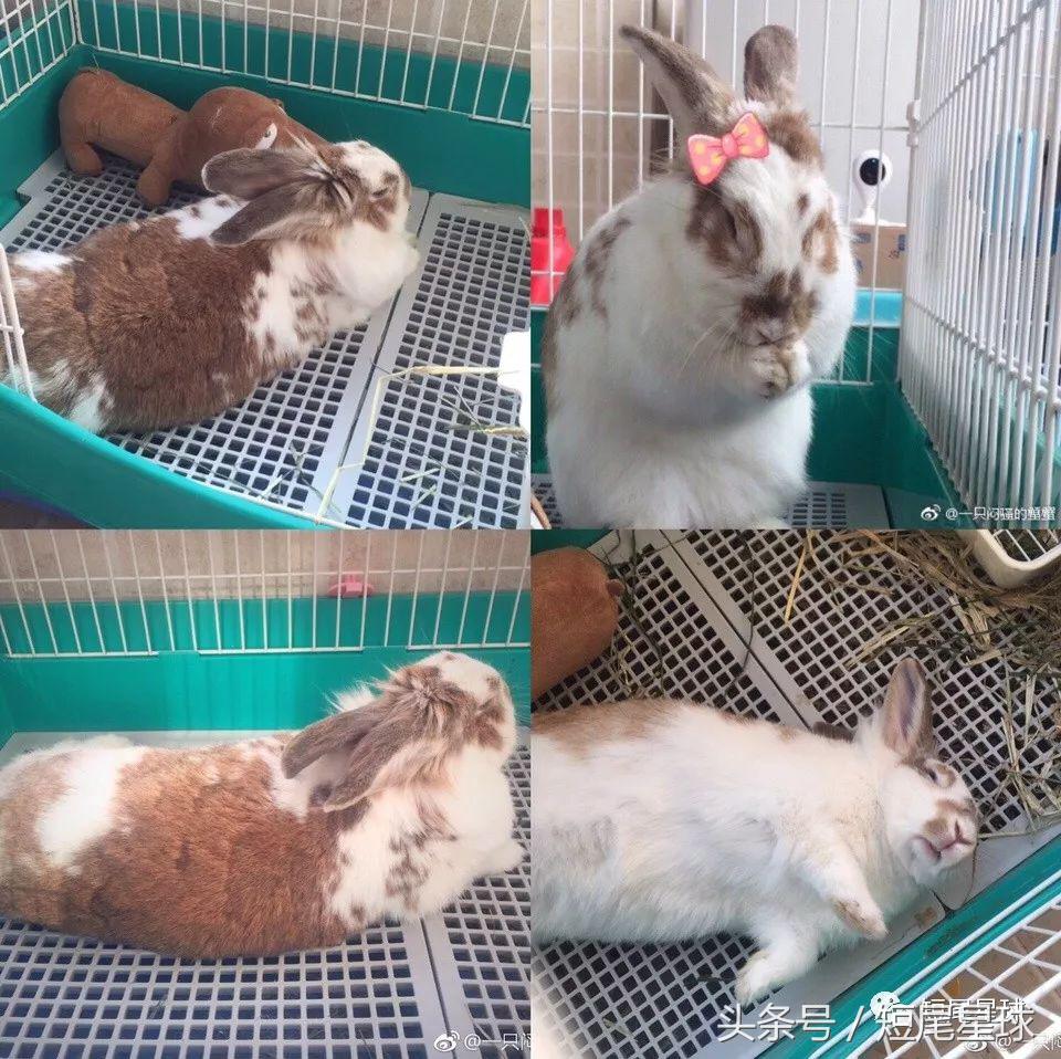 兔笼子哪一款最好,兔兔适合什么兔笼